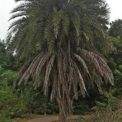 Phoenix sylvestris Wild Date Palm seed for sale 