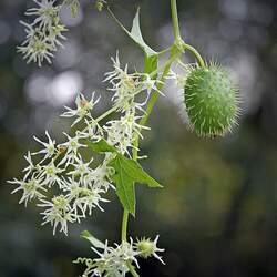 Echinocystis lobata Wild Cucumber, Prickly Cucumber, Balsam Apple seed for sale 