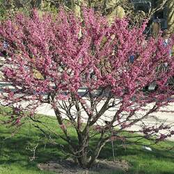 Cercis glabra Chinese Redbud, Smooth Redbud, Yunnan Redbud seed for sale 