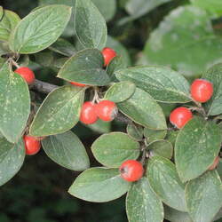 Cotoneaster franchetii     dried berries Orange Cotoneaster, Franchet Cotoneaster, Wintergreen, Franchet's Cotoneaster seed for sale 