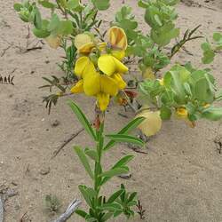 Crotalaria assamica Indian Rattlebox seed for sale 