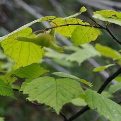 Corylus sieboldiana  mandshurica Manchurian Hazelnut seed for sale 