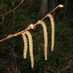 Corylus sieboldiana  mandshurica Manchurian Hazelnut seed for sale 