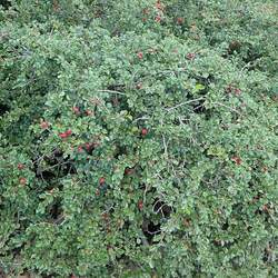 Cotoneaster apiculatus Cranberry Cotoneaster seed for sale 