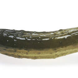 Cucumis sativus  Pickling National Pickling Cucumber seed for sale 