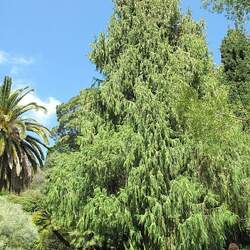 Cupressus torulosa Bhutan Cypress, Himalayan Cypress seed for sale 