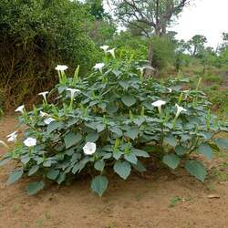 Datura inoxia Pricklyburr, Downy Thorn Apple, Indian Apple, Angel's Trumpet, Moonflower seed for sale 