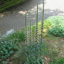 Digitalis ferruginea Rusty Foxglove seed for sale 