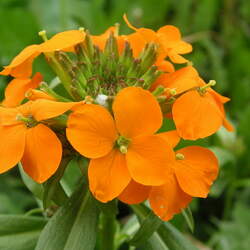 Erysimum marshallii Siberian Wallflower seed for sale 