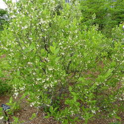 Styrax americanus American Snowbell, Mock Orange seed for sale 