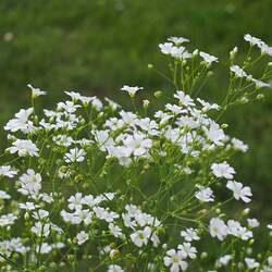 Gypsophila elegans   Covent Garden Showy Baby's-breath, Covent Garden Babys Breath seed for sale 