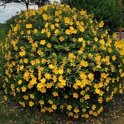 Hypericum patulum Goldencup St. Johnswort seed for sale 