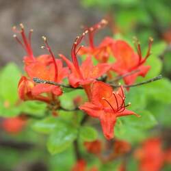 Rhododendron bakeri Cumberland Azalea, Baker's Azalea seed for sale 