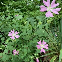 Lavatera cachemiriana Tree Mallow, Kashmir Mallow, Lavatera, Cashmir Mallow seed for sale 