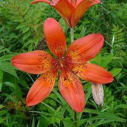 Lilium pensylvanicum Candlestick Lily seed for sale 