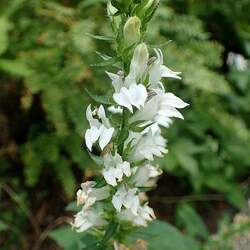 Lobelia siphilitica  Alba White Lobelia, Great White Blue Lobelia, White Cardinal Flower seed for sale 