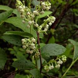 Lyonia ligustrina Maleberry, He-Huckleberry seed for sale 