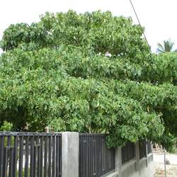 Macaranga tanarius Parasol Leaf Tree, Nasturtium Tree, David's Heart, Blush Macaranga seed for sale 