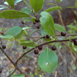 Myrica inodora     dried berries Scentless Bayberry, Odorless Wax-myrtle seed for sale 