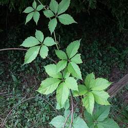 Parthenocissus inserta Thicket Creeper, False Virginia Creeper seed for sale 