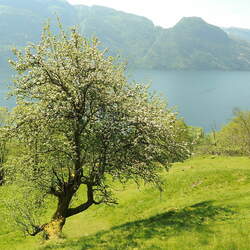 Malus sylvestris European Crab Apple, French Crab Apple seed for sale 