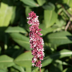 Persicaria tinctoria Chinese Indigo, Japanese Indigo seed for sale 