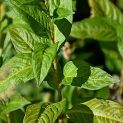 Persicaria tinctoria Chinese Indigo, Japanese Indigo seed for sale 