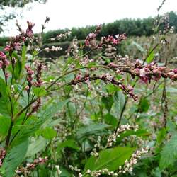 Persicaria tinctoria Chinese Indigo, Japanese Indigo seed for sale 