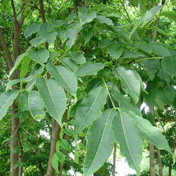 Phellodendron sachalinense Sakhalin Corktree, Sakhalin Cork Tree seed for sale 