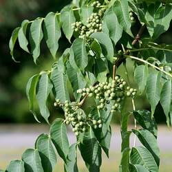 Phellodendron sachalinense Sakhalin Corktree, Sakhalin Cork Tree seed for sale 