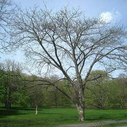 Phellodendron sachalinense Sakhalin Corktree, Sakhalin Cork Tree seed for sale 