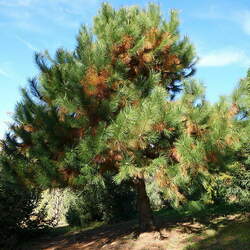 Pinus densata Sikang Pine seed for sale 