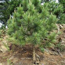 Pinus gerardiana Chilghoza Pine, Chilgoza Nut Pine, Geralds's Nut Pine, Nepal Nut Pine seed for sale 