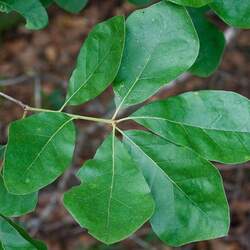 Quercus arkansana Arkansas Oak seed for sale 