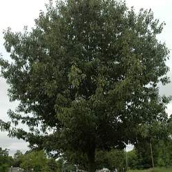 Quercus georgiana Georgia Oak, Stone Mountain Oak seed for sale 