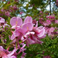 Robinia kelseyi Alleghany Moss Locust, Kelsey's Locust seed for sale 