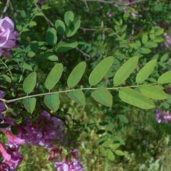 Robinia kelseyi Alleghany Moss Locust, Kelsey's Locust seed for sale 