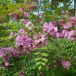 Robinia kelseyi Alleghany Moss Locust, Kelsey's Locust seed for sale 