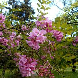 Robinia kelseyi Alleghany Moss Locust, Kelsey's Locust seed for sale 