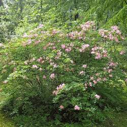 Rhododendron arborescens Smooth Azalea, Sweet Azalea seed for sale 