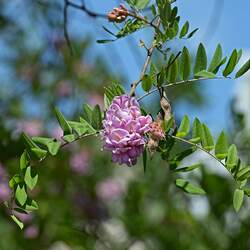 Robinia viscosa Clammy Locust seed for sale 