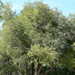 Sambucus mexicana Mexican Elderberry seed for sale 