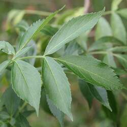 Sambucus mexicana Mexican Elderberry seed for sale 