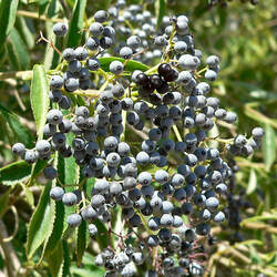 Sambucus mexicana Mexican Elderberry seed for sale 