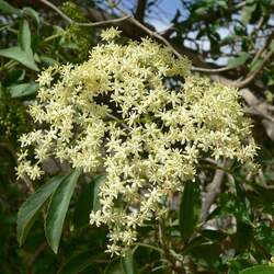 Sambucus mexicana Mexican Elderberry seed for sale 