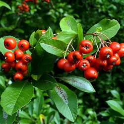 Pyracantha coccinea     clean seed Scarlet Firethorn, Firethorn seed for sale 