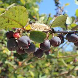 Cotoneaster melanocarpus Black Cotoneaster, Dark Cotoneaster seed for sale 