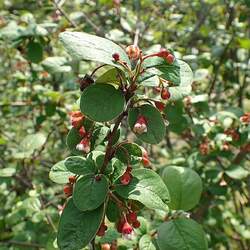 Cotoneaster melanocarpus Black Cotoneaster, Dark Cotoneaster seed for sale 