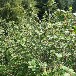 Cotoneaster melanocarpus Black Cotoneaster, Dark Cotoneaster seed for sale 