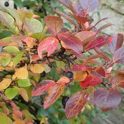 Cotoneaster melanocarpus Black Cotoneaster, Dark Cotoneaster seed for sale 